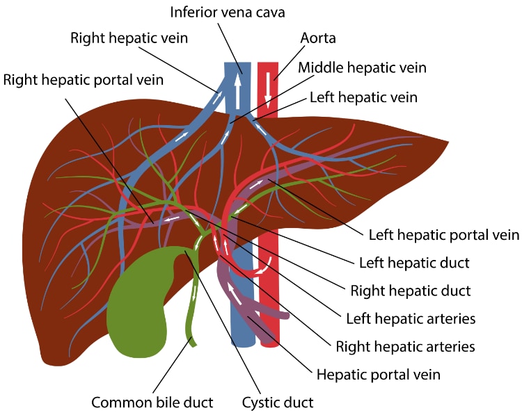 Anatomie du foie - Cancer du foie