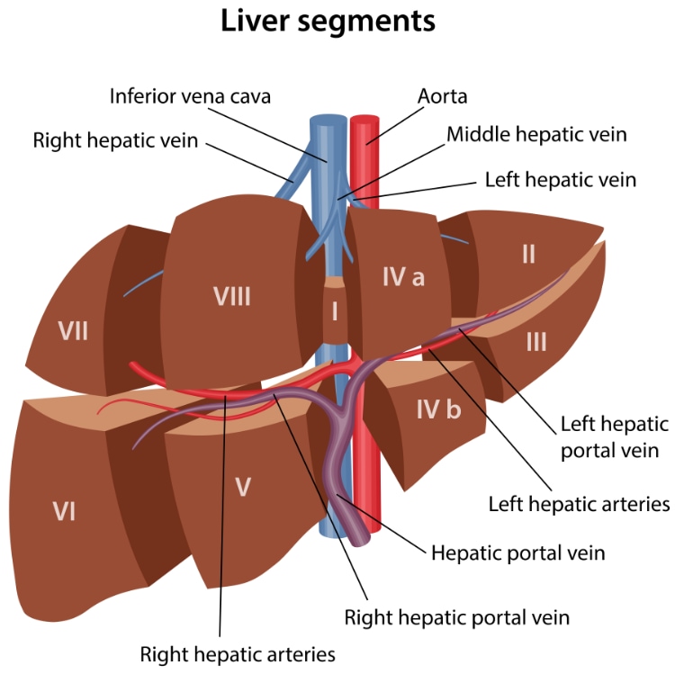 Chirurgie du Foie | CHL