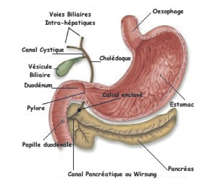 Schéma de l'estomac
