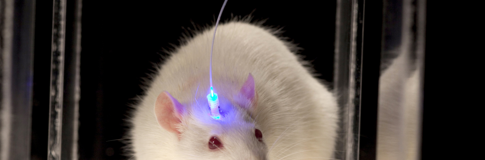 Optogenetics : how to apply to neurological research (EN)