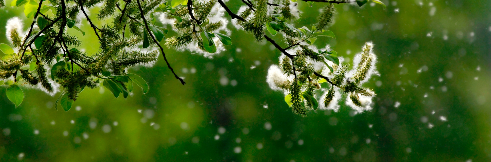 Les allergies saisonnières et leur prise en charge: 5 questions au Dr Farah Hannachi