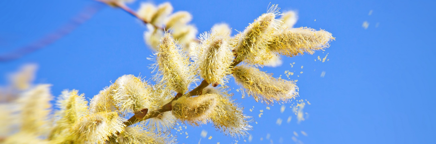 Lancement du projet de recherche SYS-T-Act : vers un traitement personnalisé des allergies