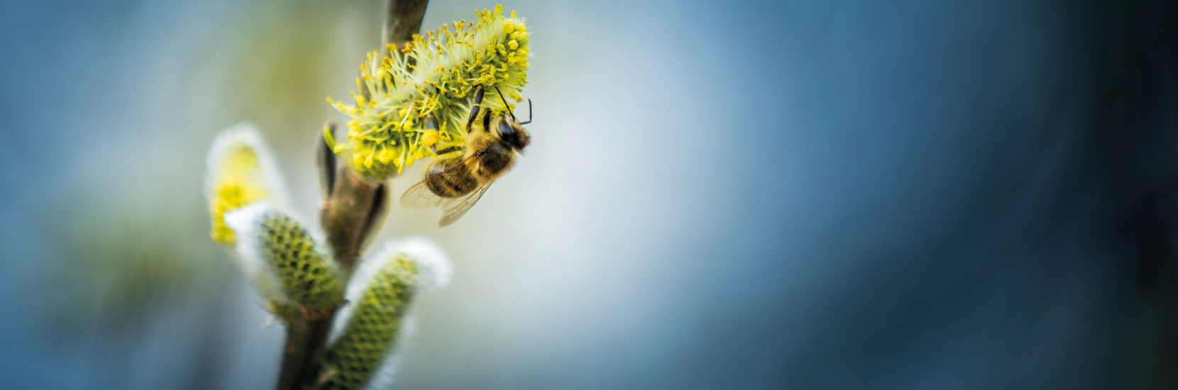 La recherche autour des allergies